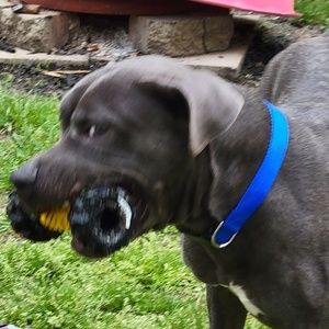 Meet your Posher, Gary